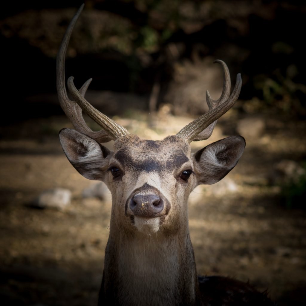 picture of a deer
