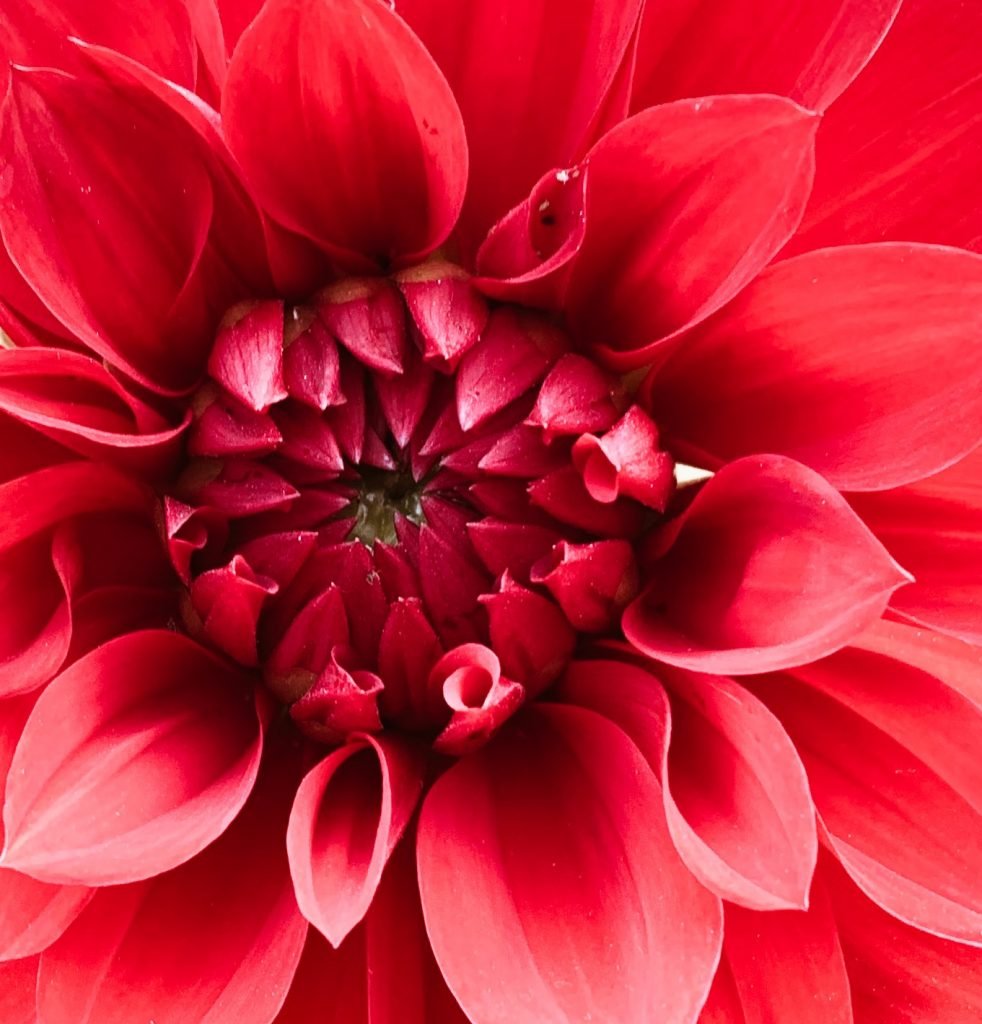 picture of a flower