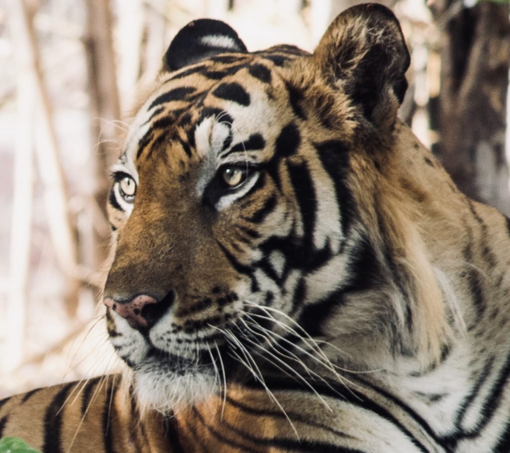picture of a tiger