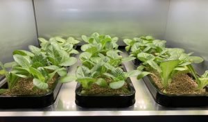 indoor garden