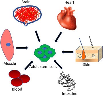 Adult Stem Cells