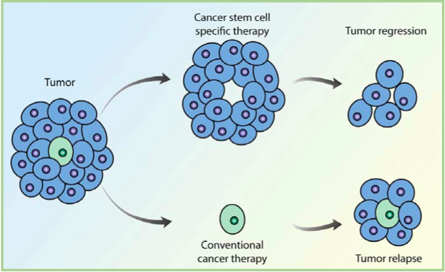 Stem Cell Therapy for Cancer