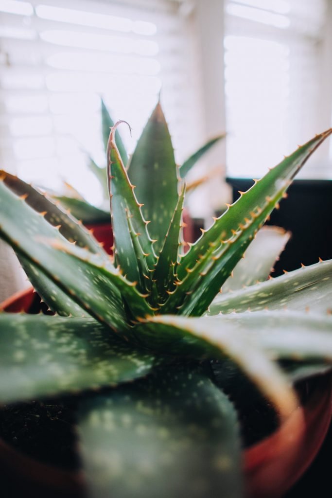 aloe vera health benefits
use aloe vera on hair