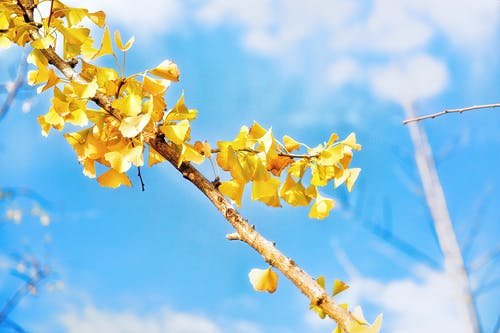 ginkgo biloba hair benefits