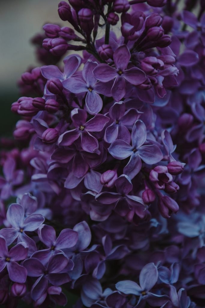 hair benefits from lavender
lavender benefits